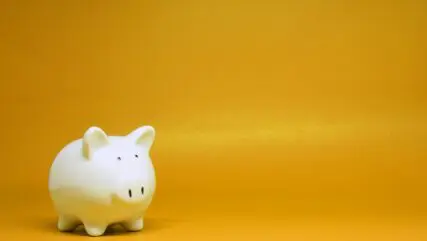 white pig money box