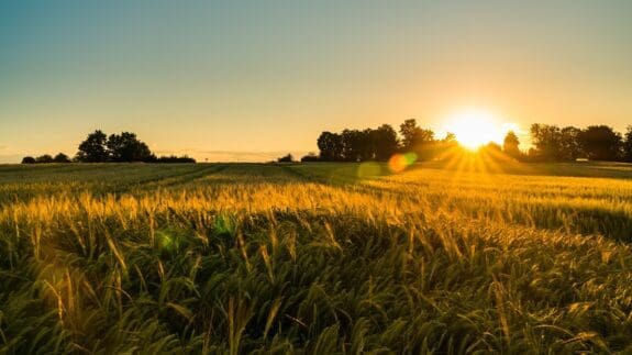 sunset sky above ripe grain field nature landscape