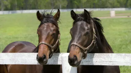 Two thoroughbred Racehorses on Kentucky horse farm leading against a white fence.