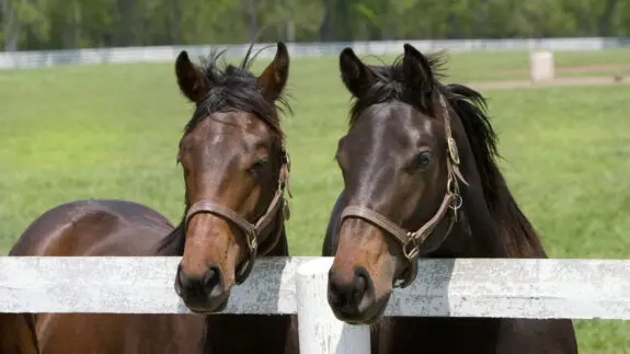 Two thoroughbred Racehorses on Kentucky horse farm leading against a white fence.