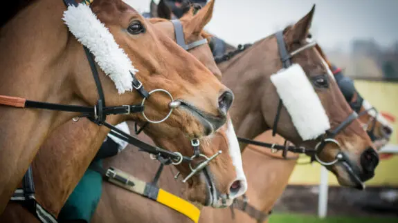 Close up shot of the heads of 4 race horses lined up.