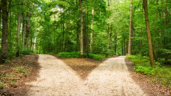 Crossroad in green forest