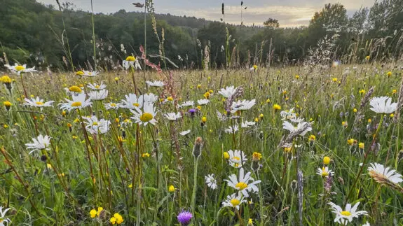 Native wild flowers in an ancient hay meadow in the High Weald of Sussex