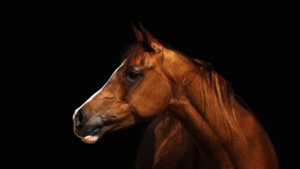 Chestnut stallion with black background