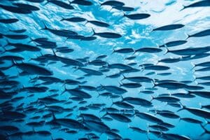 An underwater image of tropical fishes.