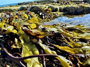 Seaweed surrounding a tidal pool.